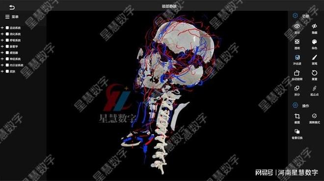 乐鱼电子官网颈部静脉、舌动脉……VR口腔剖解假造仿真让脉管进修像在玩游戏